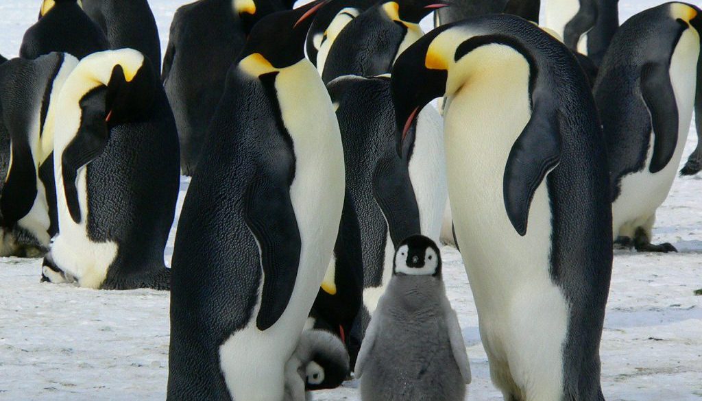 What Animals Do Live in the Antarctic? 