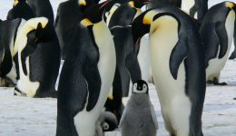 What Animals Do Live in the Antarctic? 