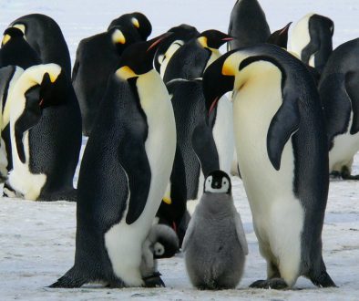 What Animals Do Live in the Antarctic? 